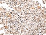 UXT Antibody in Immunohistochemistry (Paraffin) (IHC (P))