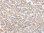 VPS54 Antibody in Immunohistochemistry (Paraffin) (IHC (P))