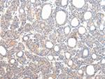 VPS54 Antibody in Immunohistochemistry (Paraffin) (IHC (P))