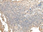 PRSS38 Antibody in Immunohistochemistry (Paraffin) (IHC (P))