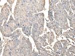 PRSS38 Antibody in Immunohistochemistry (Paraffin) (IHC (P))