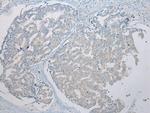 ICB-1 Antibody in Immunohistochemistry (Paraffin) (IHC (P))