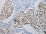 TUSC5 Antibody in Immunohistochemistry (Paraffin) (IHC (P))