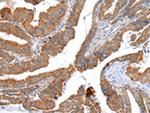 XKR4 Antibody in Immunohistochemistry (Paraffin) (IHC (P))