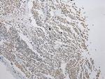 FAM101A Antibody in Immunohistochemistry (Paraffin) (IHC (P))