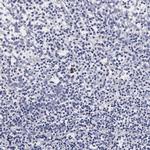 RNASE6 Antibody in Immunohistochemistry (IHC)