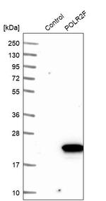 POLR2F Antibody in Western Blot (WB)