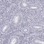 FAM181A Antibody in Immunohistochemistry (IHC)