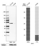 SAV1 Antibody in Western Blot (WB)