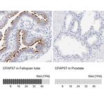 WDR65 Antibody in Immunohistochemistry (IHC)