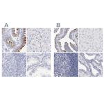 WDR65 Antibody in Immunohistochemistry (IHC)