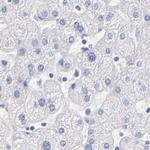 WDR65 Antibody in Immunohistochemistry (IHC)