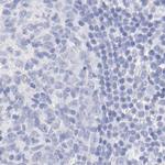 WDR65 Antibody in Immunohistochemistry (IHC)