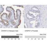 WDR65 Antibody