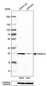 PSMD10 Antibody