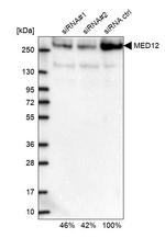 MED12 Antibody