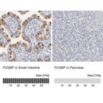 FCGBP Antibody in Immunohistochemistry (IHC)