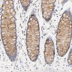 FCGBP Antibody in Immunohistochemistry (IHC)