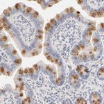 FCGBP Antibody in Immunohistochemistry (IHC)