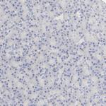 FCGBP Antibody in Immunohistochemistry (IHC)