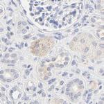 FCGBP Antibody in Immunohistochemistry (IHC)