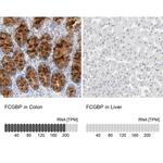 FCGBP Antibody in Immunohistochemistry (IHC)