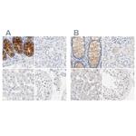 FCGBP Antibody in Immunohistochemistry (IHC)