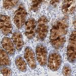 FCGBP Antibody in Immunohistochemistry (IHC)