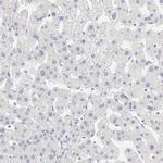 FCGBP Antibody in Immunohistochemistry (IHC)