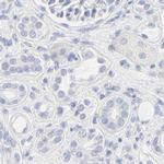 FCGBP Antibody in Immunohistochemistry (IHC)