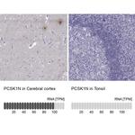 PCSK1N Antibody