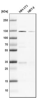 PKN1 Antibody in Western Blot (WB)