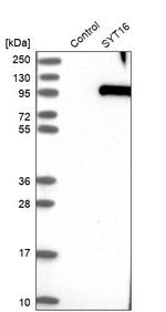 SYT16 Antibody in Western Blot (WB)