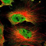 DAZAP1 Antibody in Immunocytochemistry (ICC/IF)