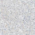 DAZAP1 Antibody in Immunohistochemistry (IHC)