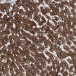 H6PD Antibody in Immunohistochemistry (Paraffin) (IHC (P))