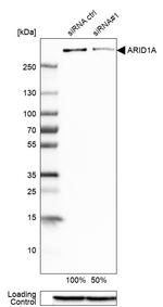 ARID1A Antibody in Western Blot (WB)