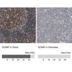 SCIMP Antibody in Immunohistochemistry (IHC)