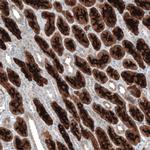 PDZK1 Antibody in Immunohistochemistry (IHC)