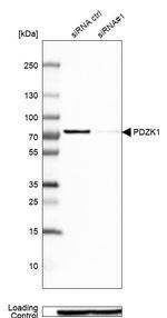 PDZK1 Antibody in Western Blot (WB)