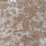 Cdc42EP1 Antibody in Immunohistochemistry (Paraffin) (IHC (P))