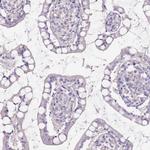 Adenylate Kinase 1 Antibody in Immunohistochemistry (IHC)