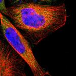 TSC22D4 Antibody in Immunocytochemistry (ICC/IF)