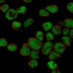 ZHX2 Antibody in Immunocytochemistry (ICC/IF)