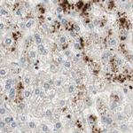 MS4A8B Antibody in Immunohistochemistry (IHC)