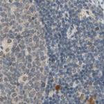 MS4A8B Antibody in Immunohistochemistry (IHC)