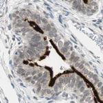 MS4A8B Antibody in Immunohistochemistry (IHC)