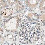 MS4A8B Antibody in Immunohistochemistry (IHC)