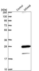 MS4A8B Antibody in Western Blot (WB)