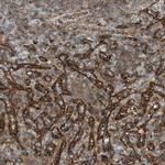 BTN3A3 Antibody in Immunohistochemistry (IHC)